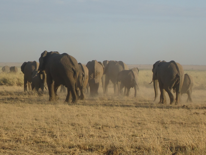 An Inside Look: The Ultimate 10-Day Kenya Safari & Mombasa Beach Tour
