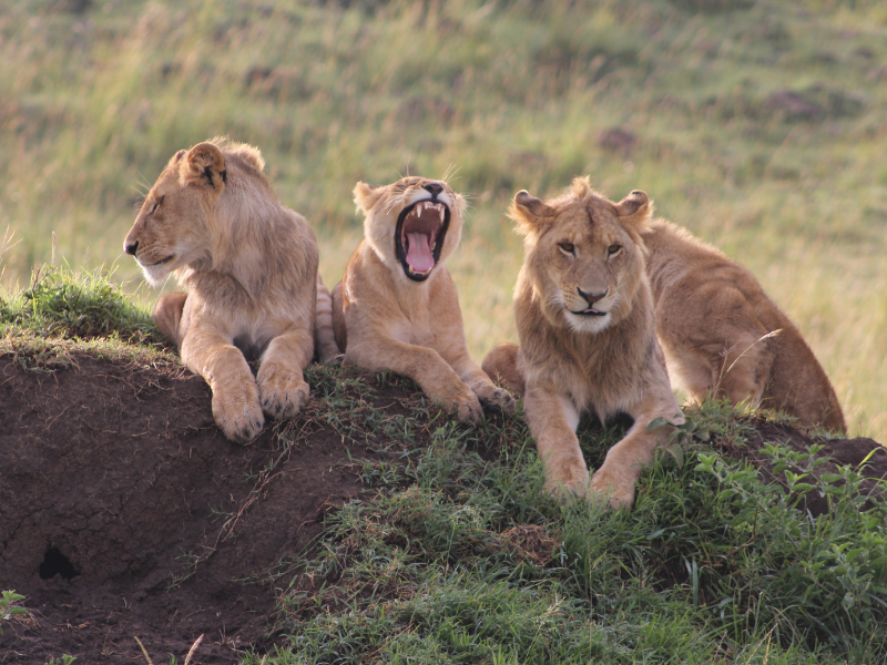 Kenya Safari & Beach: Why It’s the Best Combo Holiday for 2025