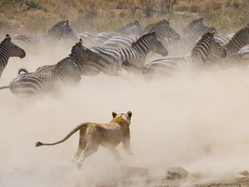 The Best Time to Visit Kenya: Month-by-Month Guide for Private Safaris