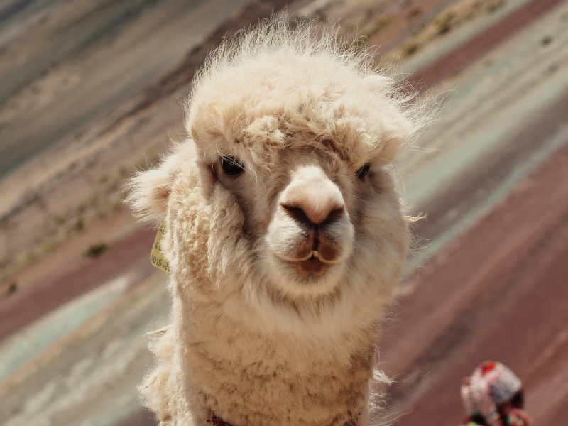 A First-Timer's Guide to Planning a Trip to Machu Picchu (2025/2026)