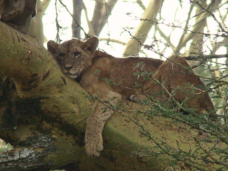 The Ultimate Guide to Your First Kenyan Safari