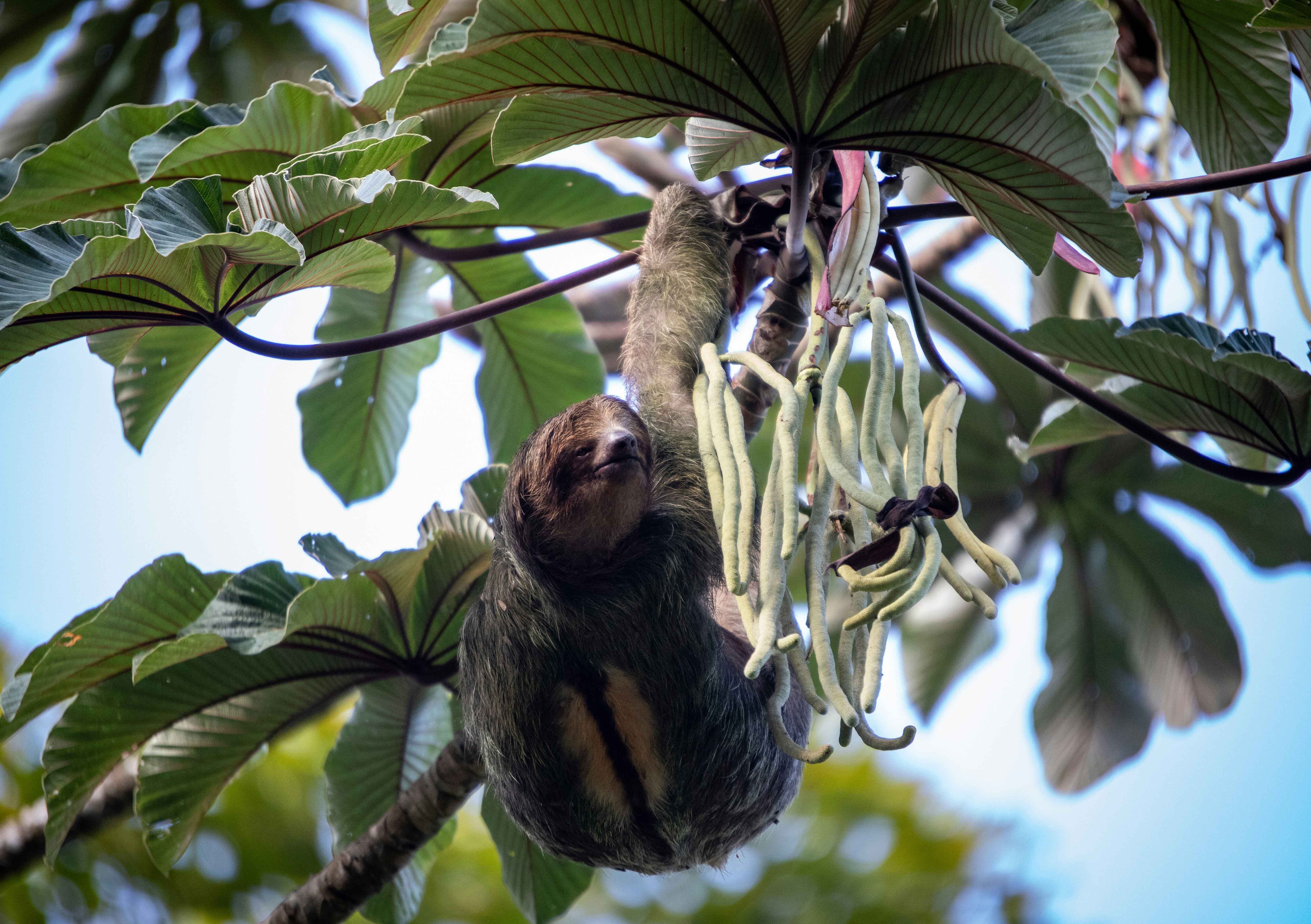 Costa Rica Nature Escape