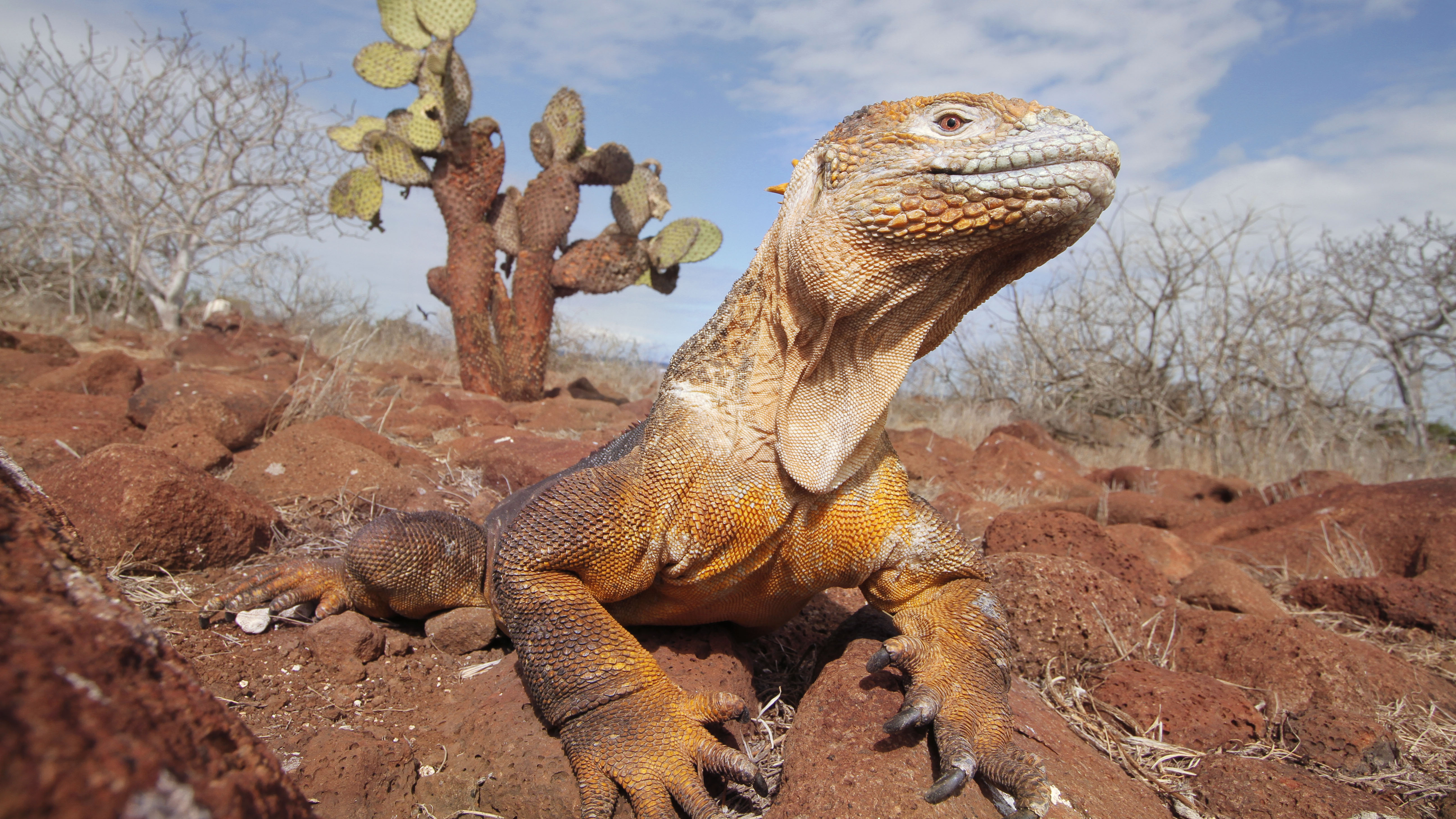 Ecuador Galápagos Nature Unleashed