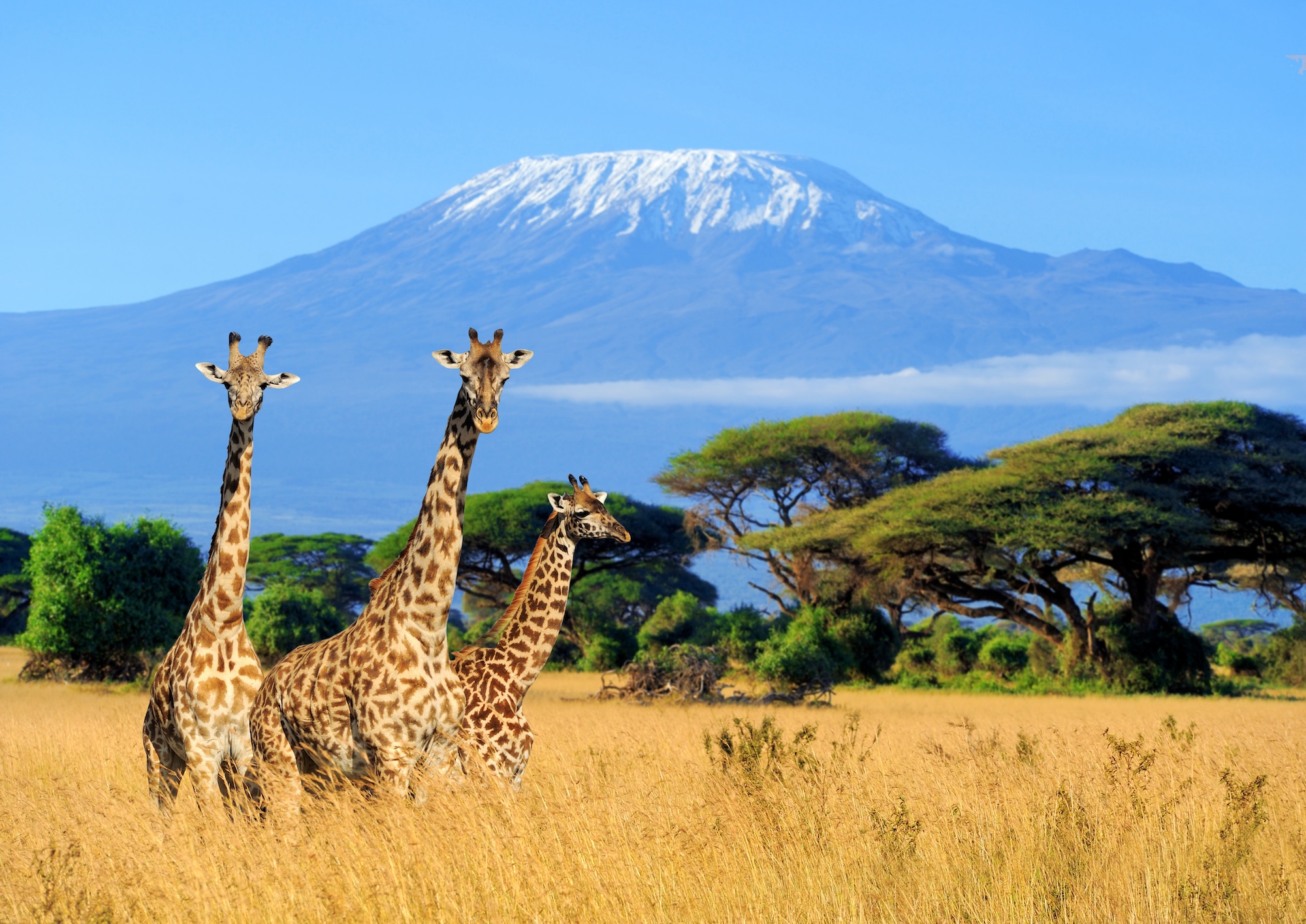 Safari Dreams in Tanzania