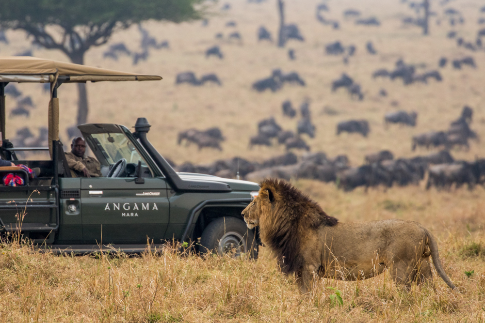 Discover Kenya’s Safari Secrets