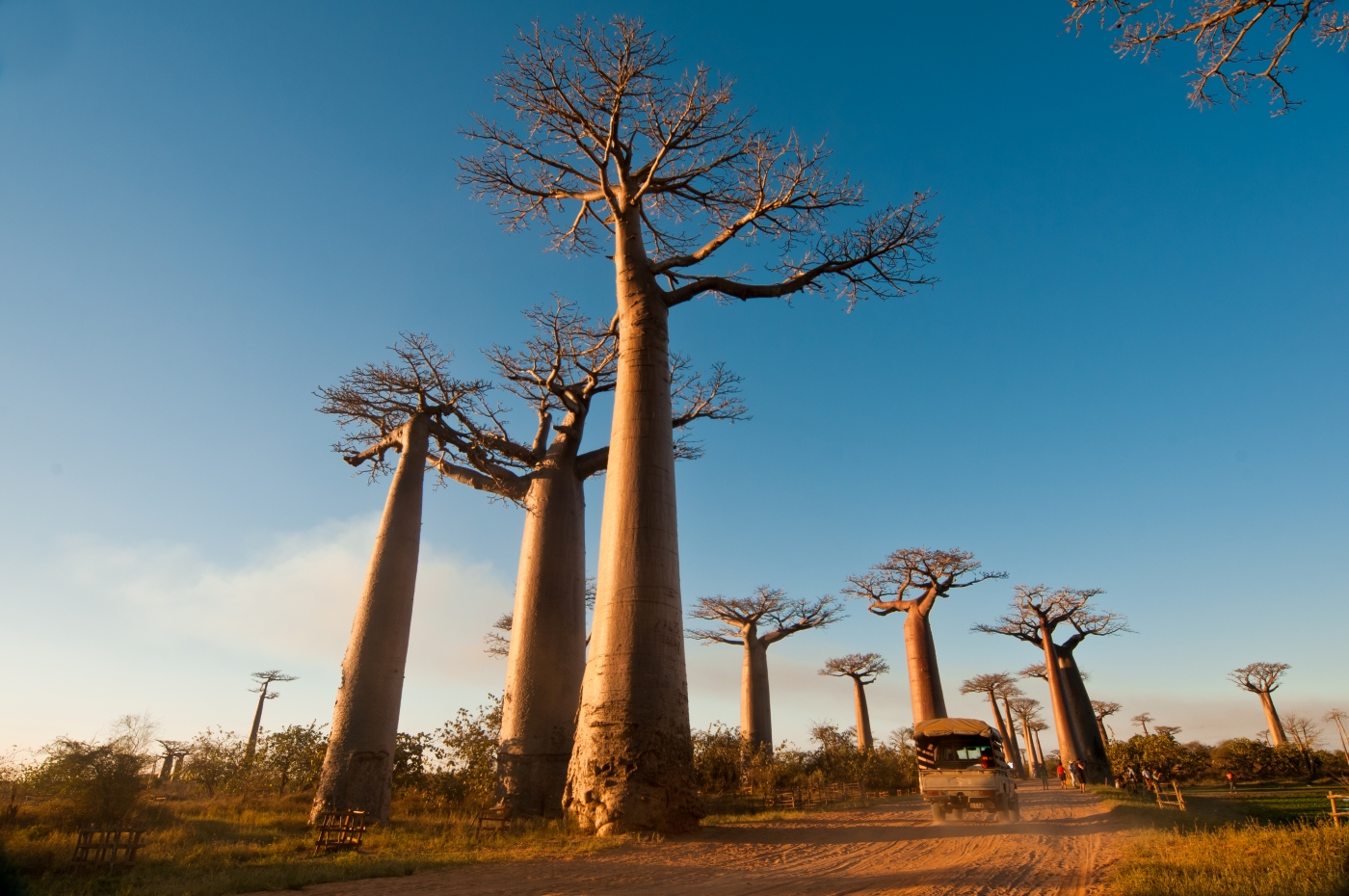 Wild Madagascar Adventure