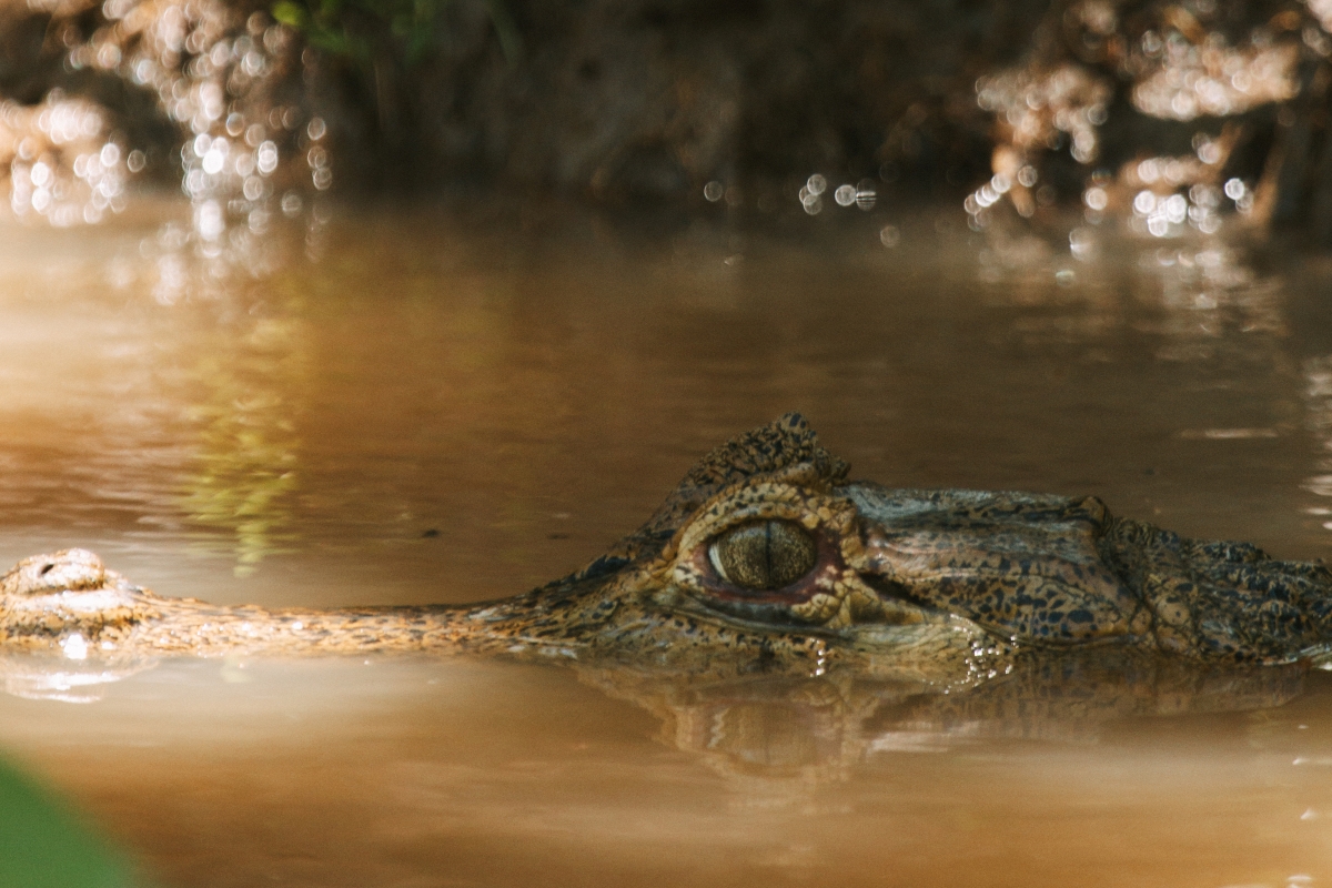 Into the Heart of Brazil’s Amazon