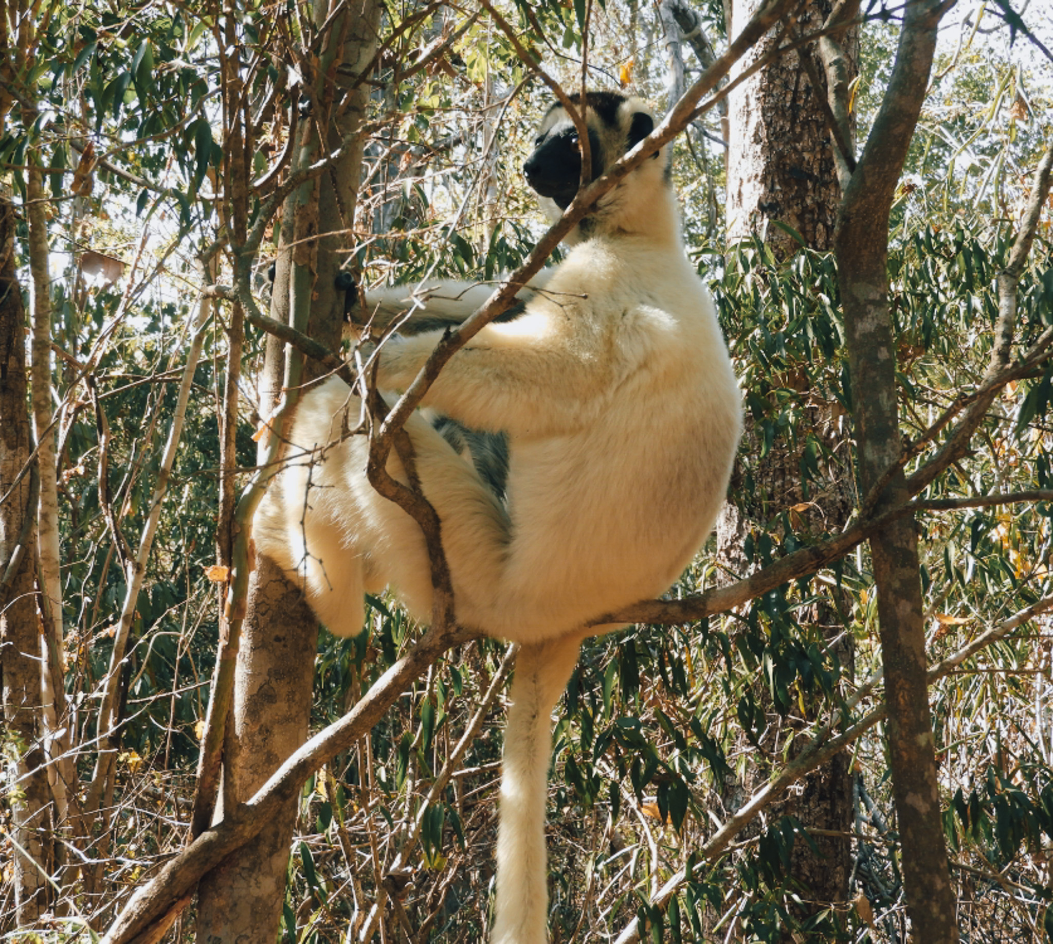 03Madagascar-7D6N-tsingy-bemaraha-Lemurs in Morondava-photo 2
