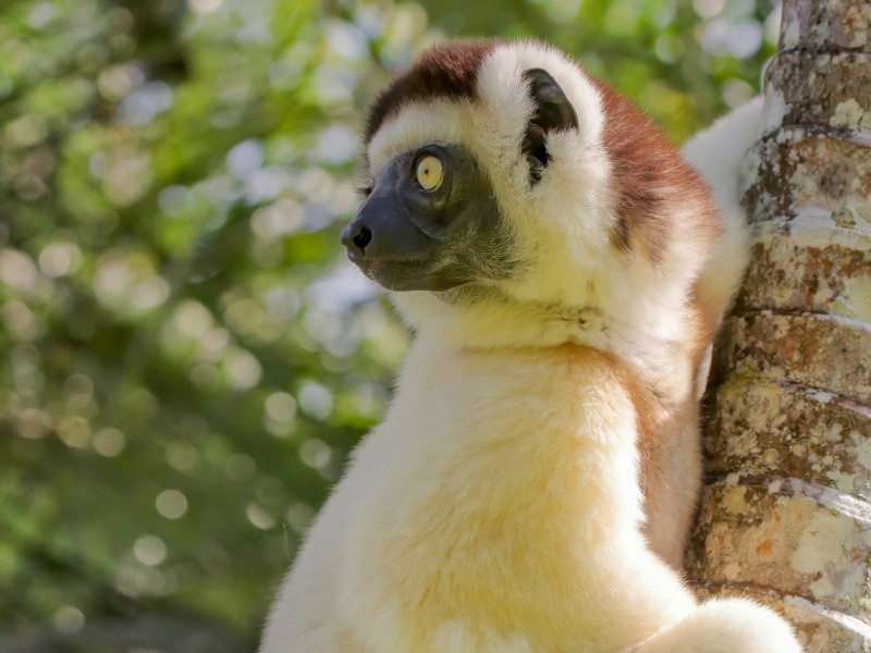 Lemurs in Morondava-photo 3
