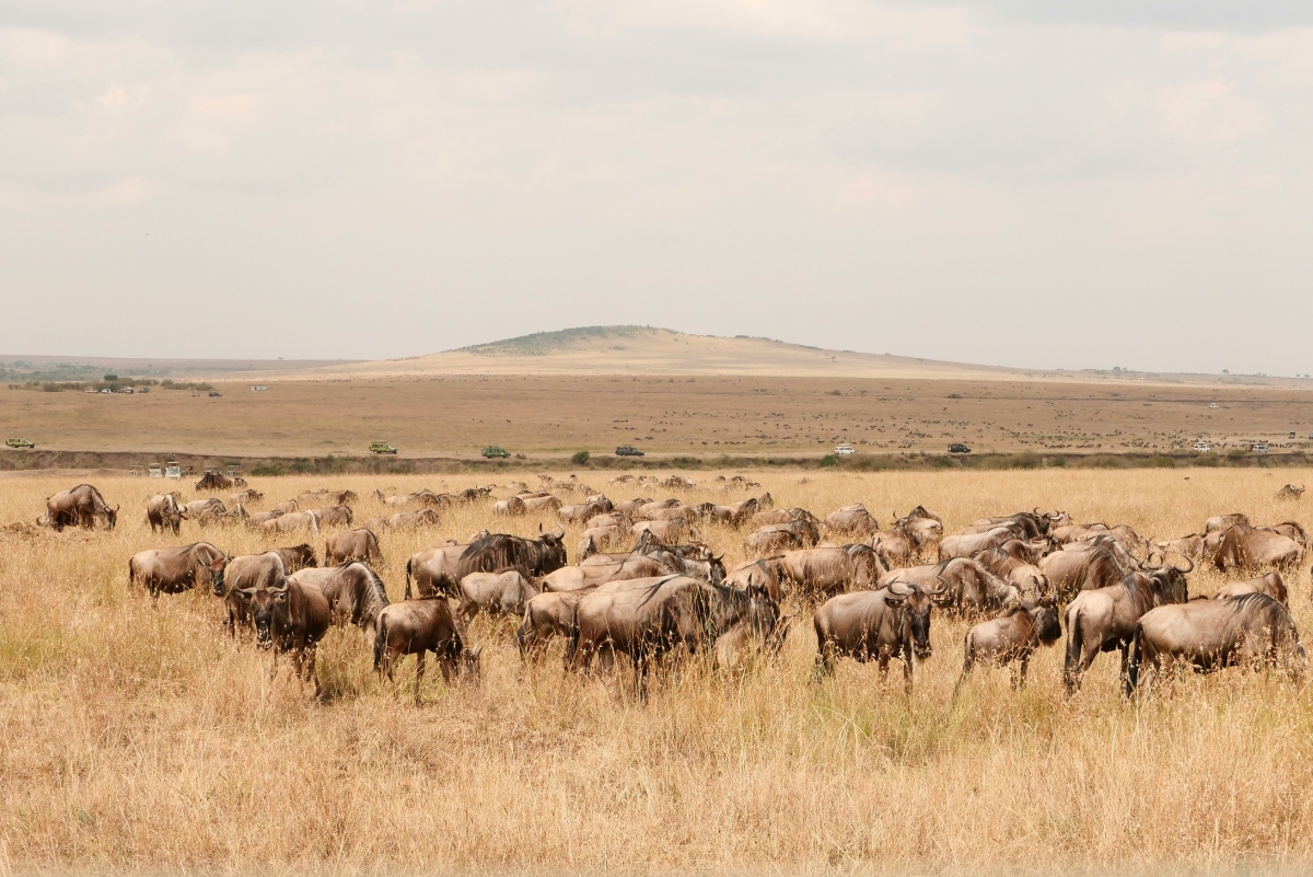 07Kenya-10D9N-Masai Mara-Photo08