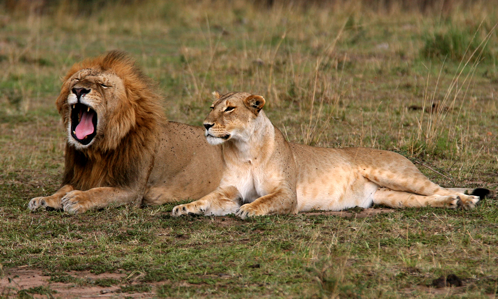 Photo03_04Kenya-6D5N_Leones