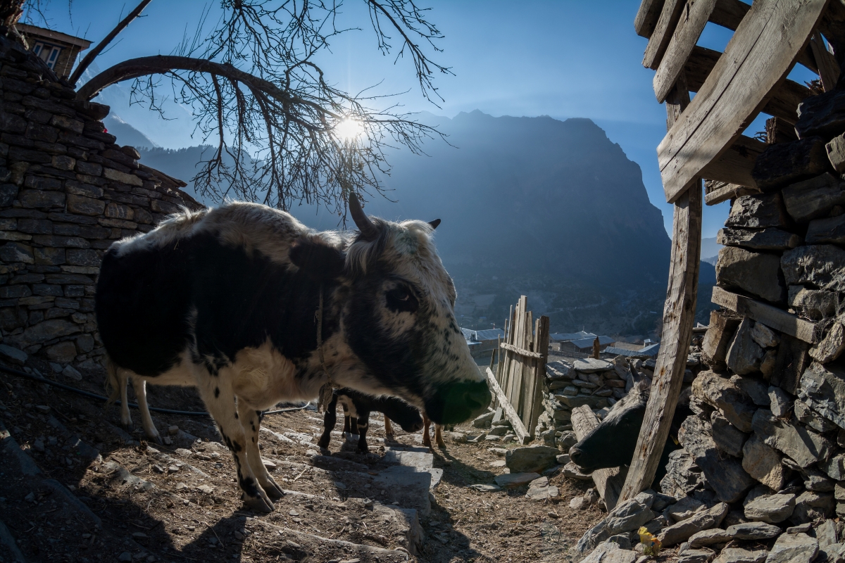 Photo03_09Nepal-12D12N_pisang village iStock-528741174