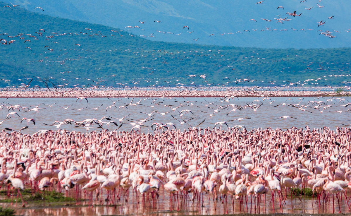 Photo05_04Kenya-6D5N_Flamingos in nakuru
