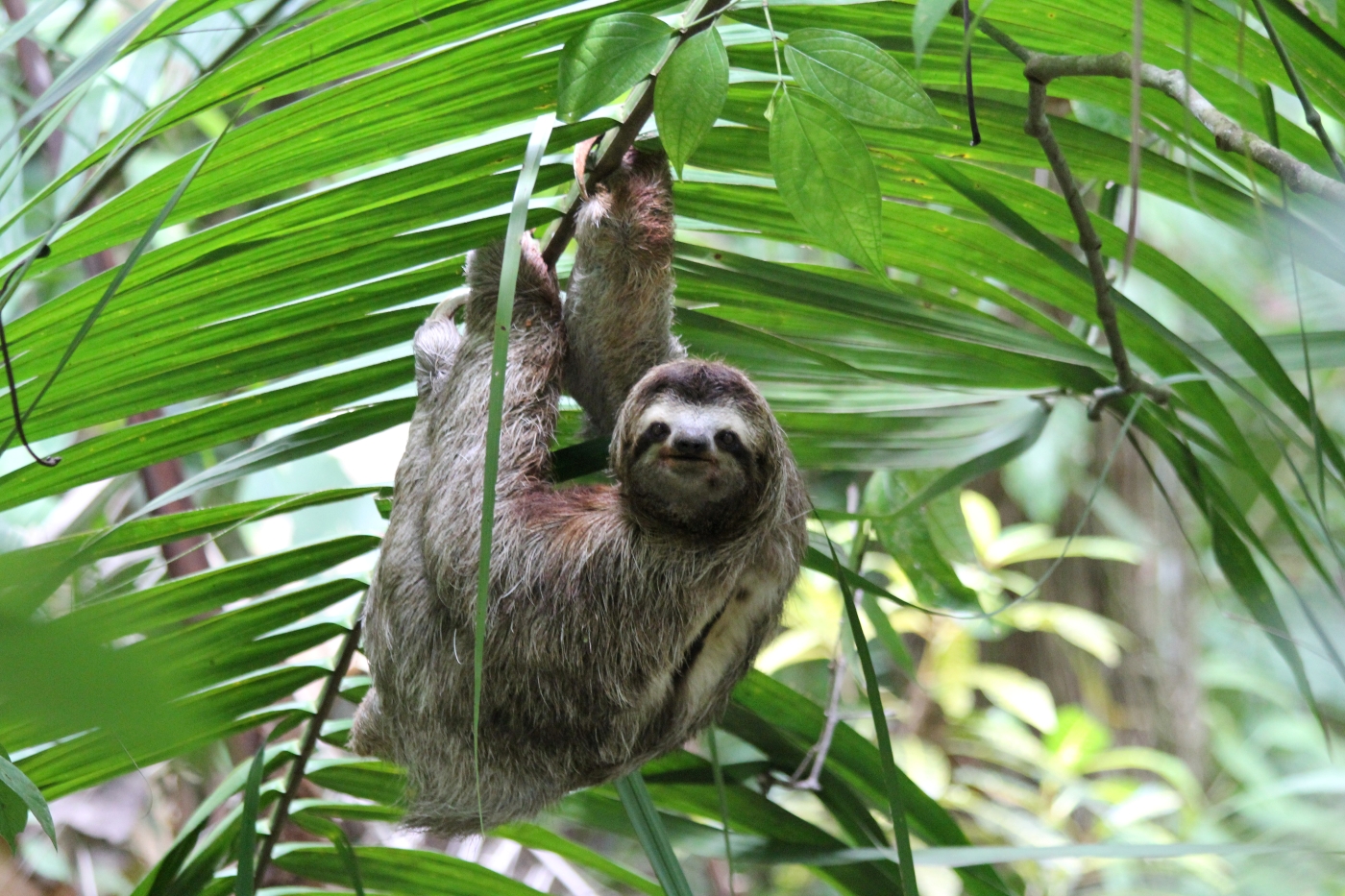 Photo 03-02Costa Rica-7D6N-Sloth