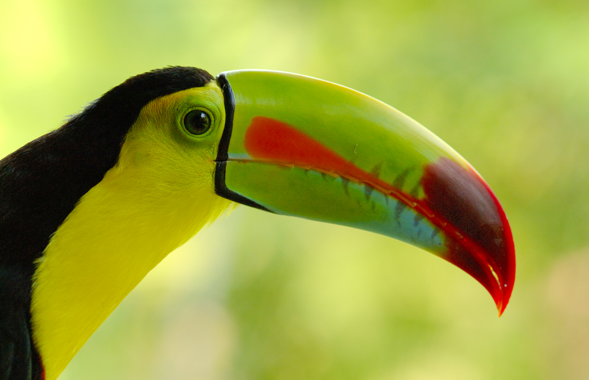 Photo 04-01Costa Rica-10D9N-lafortuna TOUCAN VAN LOKVEN