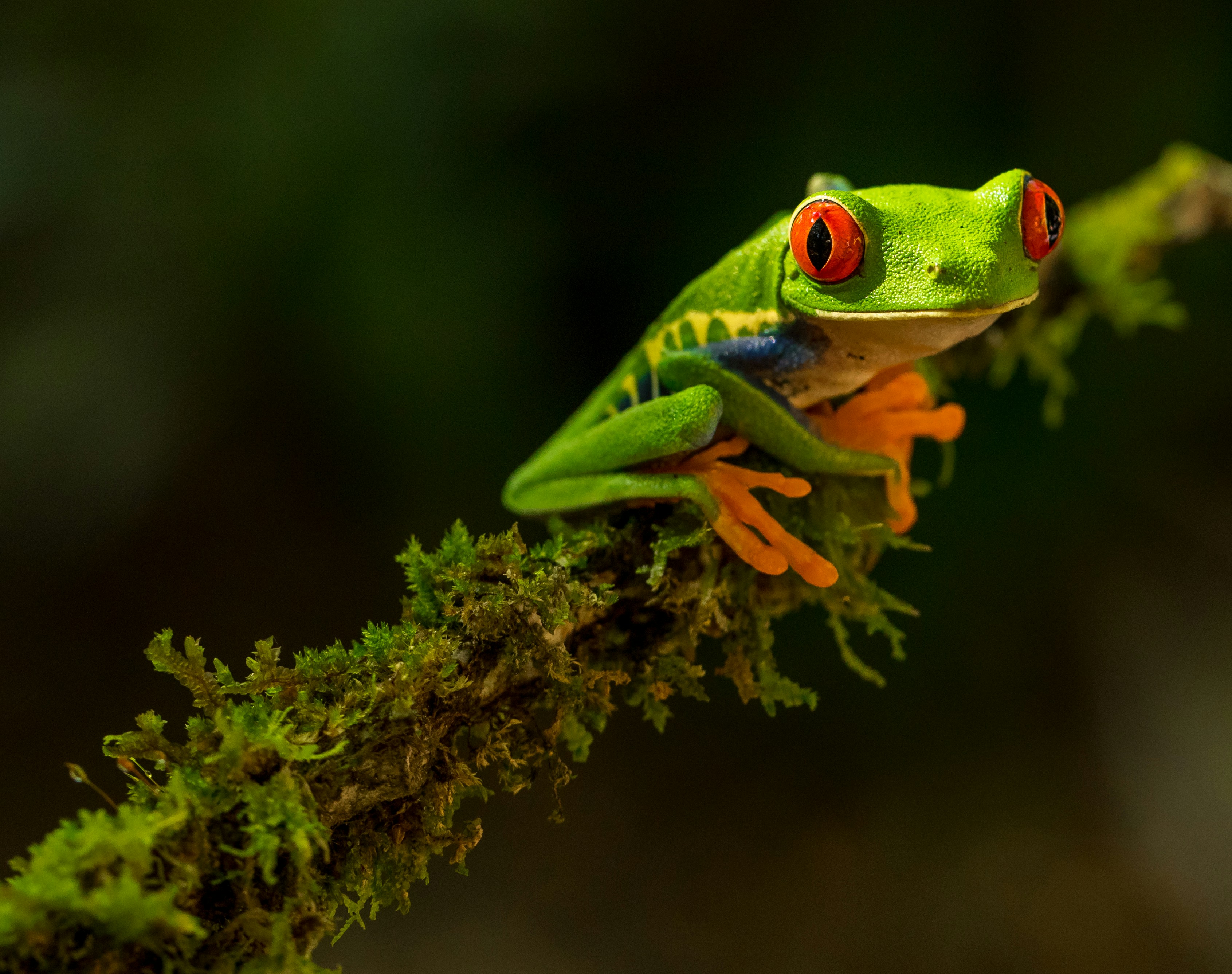costa rica 7 days