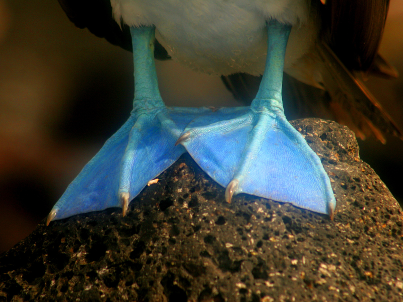 Galapagos-Blue-Footed-Booby