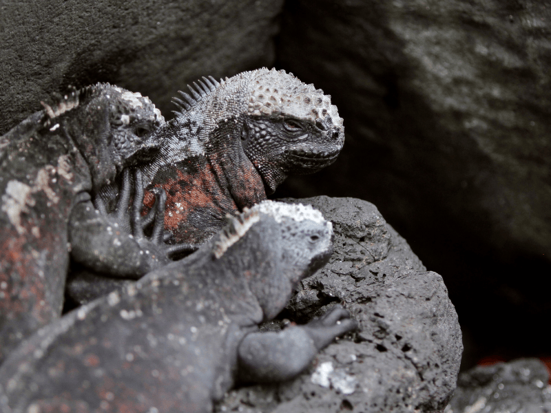 Galápagos Nature Tour