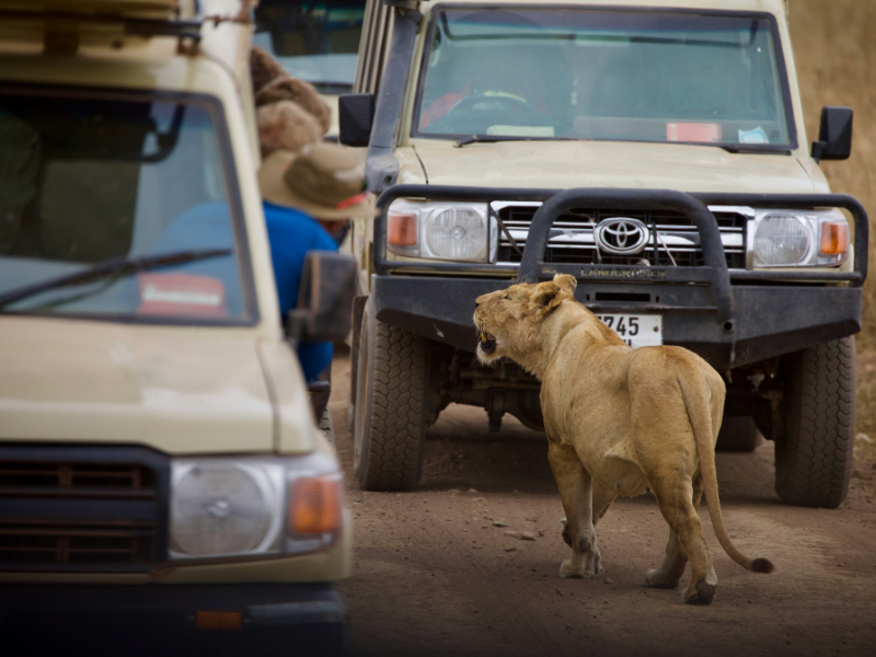 Kenya Wildlife Safaris